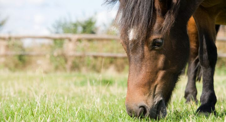 Skadesanmeldelserne hos Agria Dyreforsikring viser, at antallet af heste, der rammes af forfangenhed, mere end fordobles i perioden fra maj til juli, hvilket netop er den periode, hvor mange heste lukkes ud på sommergræs.