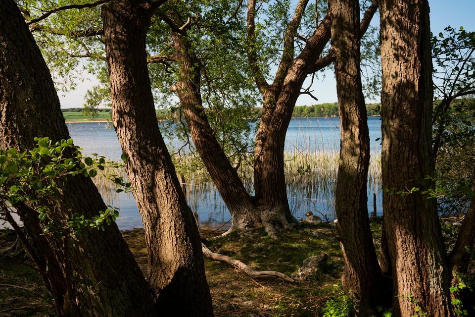 Bredt Flertal Vedtager Lovgivning For Danmarks Nye Naturnationalparker ...