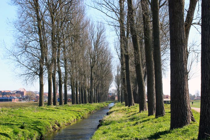 Arbejdet med poppelalléen begynder i uge 32. Foto: Aabenraa Kommune