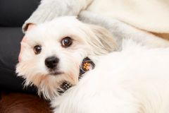 Pitpat fungerer som et smartwatch til hunde og består af en chip i en lille monitor, som hægtes på hundens halsbånd og derfra måler dens aktivitetsniveau. Foto: PR.