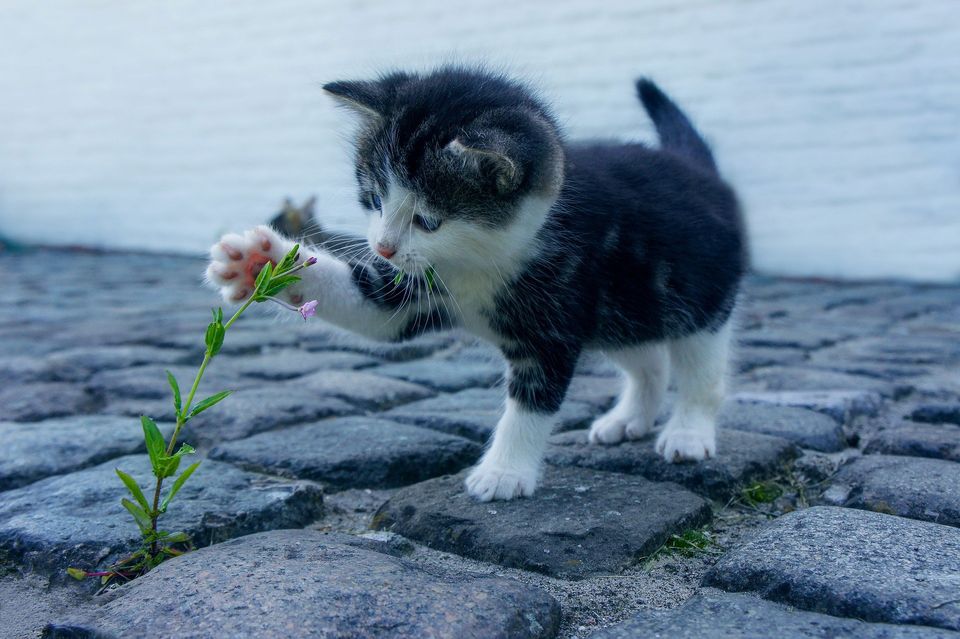 Tulipaner Våd Mantle Dyrevelfærdsloven løser ikke problemet for landets hjemløse katte | Virbac  Danmark A/S