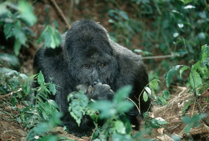 I Den Demokratiske Republik Congo er antallet af østlige lavlandsgorillaer faldet med hele 80 pct. mellem 1994 og 2019  © Martin Harvey / WWF
