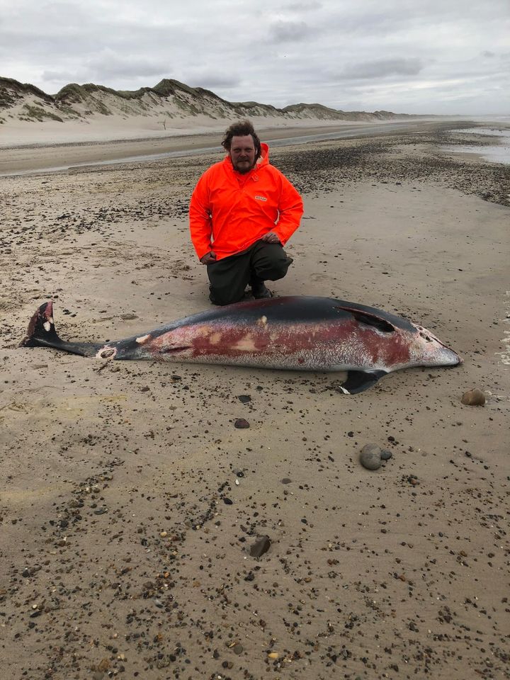 Specialdyrlæge og ph.d. Aage Kristian Olsen Alstrup ved en af de to strandede hvidnæser, der blev fundet ved Vestkysten i bededagsferien.