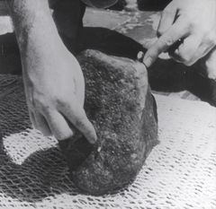 På denne sten fandt forskerne to små søanemoner, som sammen med andre fund, for første gang påviste, at der findes liv på over 10.000 meters dybde. Foto: Statens Naturhistoriske Museum.
