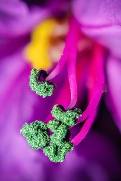 Kattehale har blomster med forskellig længder af støvblade
og grifler. Det fungerer lidt som en nøgle i en lås. Pollen, der
transporteres med insekter fra én blomstertype, rammer
bedst støvfanget fra en anden type.
