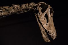 Museets store dinosaur Misty. Foto: Anders Drud, Statens Naturhistoriske Museum