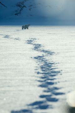 A mother polar bear with her one year old cub in tow, hunting for seals on the sea-ice around Svalbard ©Our Planet;Sophie Lanfear;Silverback Films;Netflix