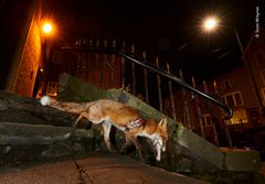 'A fox’s tale' / 'Fortællingen om en ræv' af Simon Withyman, Storbritannien ©
En ung rødræv med et hønselår i gabet er kommet slemt til skade på et plasthegn ved en byggeplads i Bristol, England.
