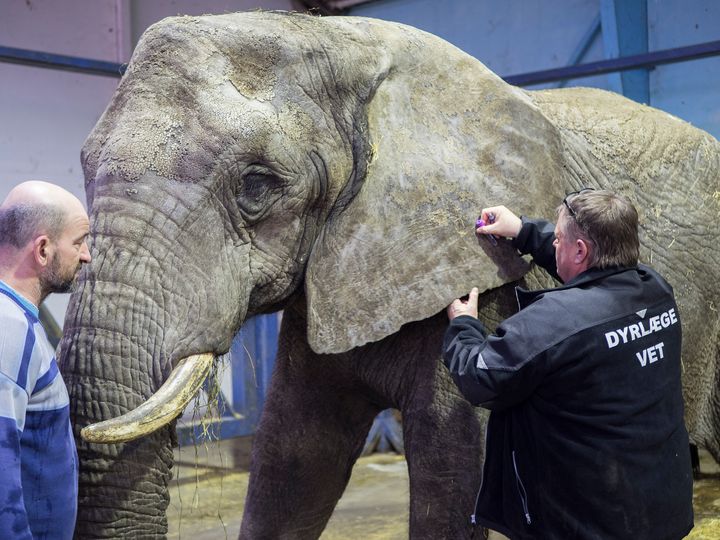 Folketinget mangler stadig at tage endelig stilling til cirkuselefanternes fremtid. Står det til Cirkus Arena, Knuthenborg Safaripark og Dyrenes Beskyttelse, vil man hurtigst muligt samarbejde om endelig afklaring på, om og hvornår cirkuselefanterne skal til Knuthenborg Safaripark.