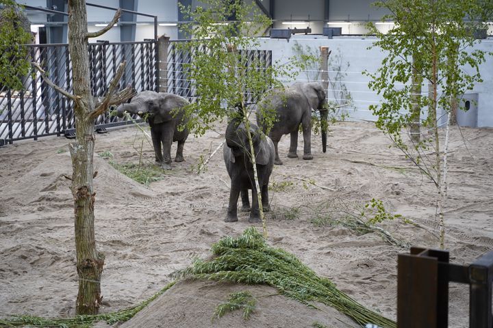 I uge 42 sætter Dyrenes Beskyttelse og Knuthenborg Safaripark fokus på elefanter, når de holder Elefantastisk Efterårsferie. Her bliver det for første gang muligt for danskerne at komme helt tæt på parkens fire kæmper, da man blandt andet kan komme på besøg i elefantstalden og gå på oplevelse på Europas største elefantslette. Foto: Dyrenes Beskyttelse. Til fri afbenyttelse.