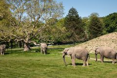 De sidste cirkuselefanter i Danmark er nu blevet lukket ud på den lollandske savanne i Knuthenborg Safaripark. Foto: Asger Thielsen. Til fri afbenyttelse