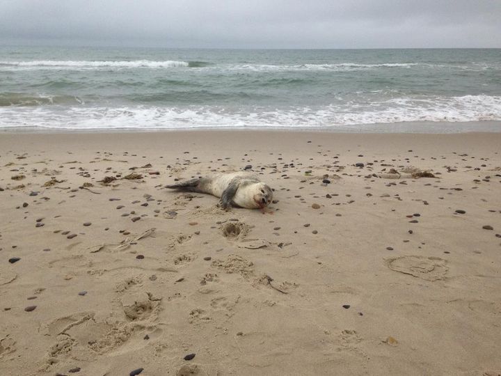 Sæler hviler sig på stranden, den er ikke i nød. Foto: Dyrenes Beskyttelse. Til fri afbenyttelse.