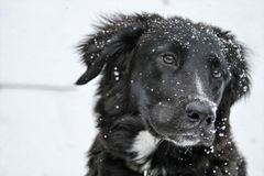 Med gode råd fra dyreeksperten kan du hjælpe dit kæledyr godt gennem vinterens hårde kulde. Foto: PR.