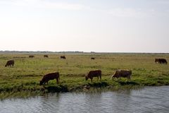 Når landmændene i Esbjerg Kommune skal have godkendt en udvidelse, et nyt eller lavet ændringer i deres besætning, så er ventetiden helt nede på to måneder. Foto: Colourbox