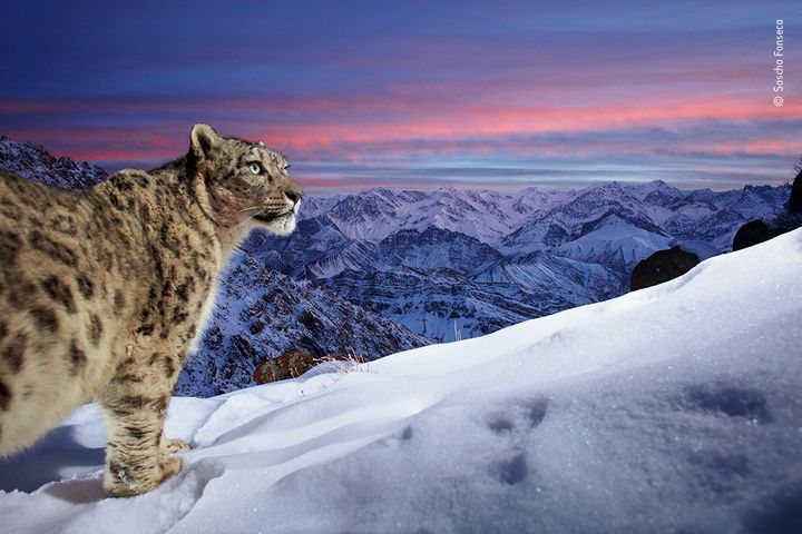 'World of the snow leopard' / 'Sneleopardens verden' af Sascha Fonseca, Tyskland ©
En sneleopard spejder efter bytte mellem Ladakh-bjergenes forrevne tinder i Indien.