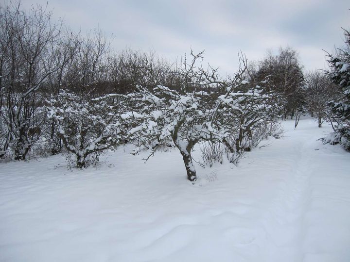 Snevejr er smukt - men det er et godt råd at sikre sig en privat ansvarsforsikring, inden turen går til kælkebakken. (Foto: Arkiv)