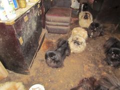 14 hunde hentet fra en dyreværnssag i 2014.