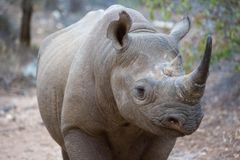 Copyright: Kinjal Vasavada / WWF