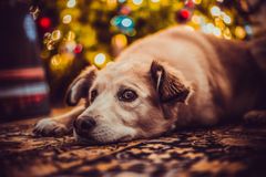 Du forkæler ikke din hund, når du giver den julemad. Tværtimod kan din firbenede ven bliver syg og dårlig af den fede mad. Foto: PR.