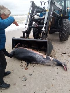 Strandet hval transporteres til yderligere undersøgelser.