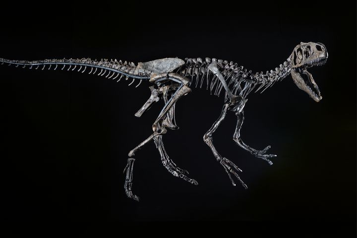 Original skeleton of the youngest allosaurus ever found, "LITTLE AL" in the Dinosaur Museum Altmühltal