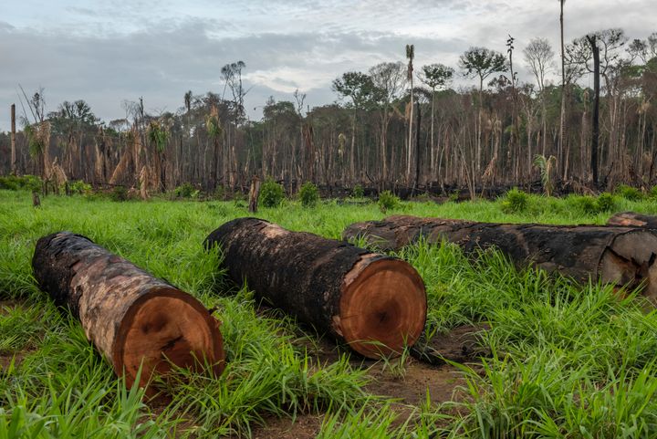 Afskovning i Amazonas regnskoven. Fotograf; Andre Dib / WWF-Brazil