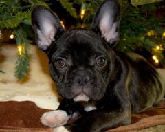 Omkring jul og nytår er det ifølge veterinærsygeplejerske Karina Baltzer vigtigt at fastholde så mange af hundens rutiner som muligt. Foto: PR.