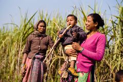 Tørke og oversvømmelser gør det umuligt at dyrke ris i det vestlige Nepal. Folkekirkens Nødhjælp har hjulpet Rukmini og hende sfamilie med at omlægge deres rismark til sukkerrør. Foto: Jakob Dall