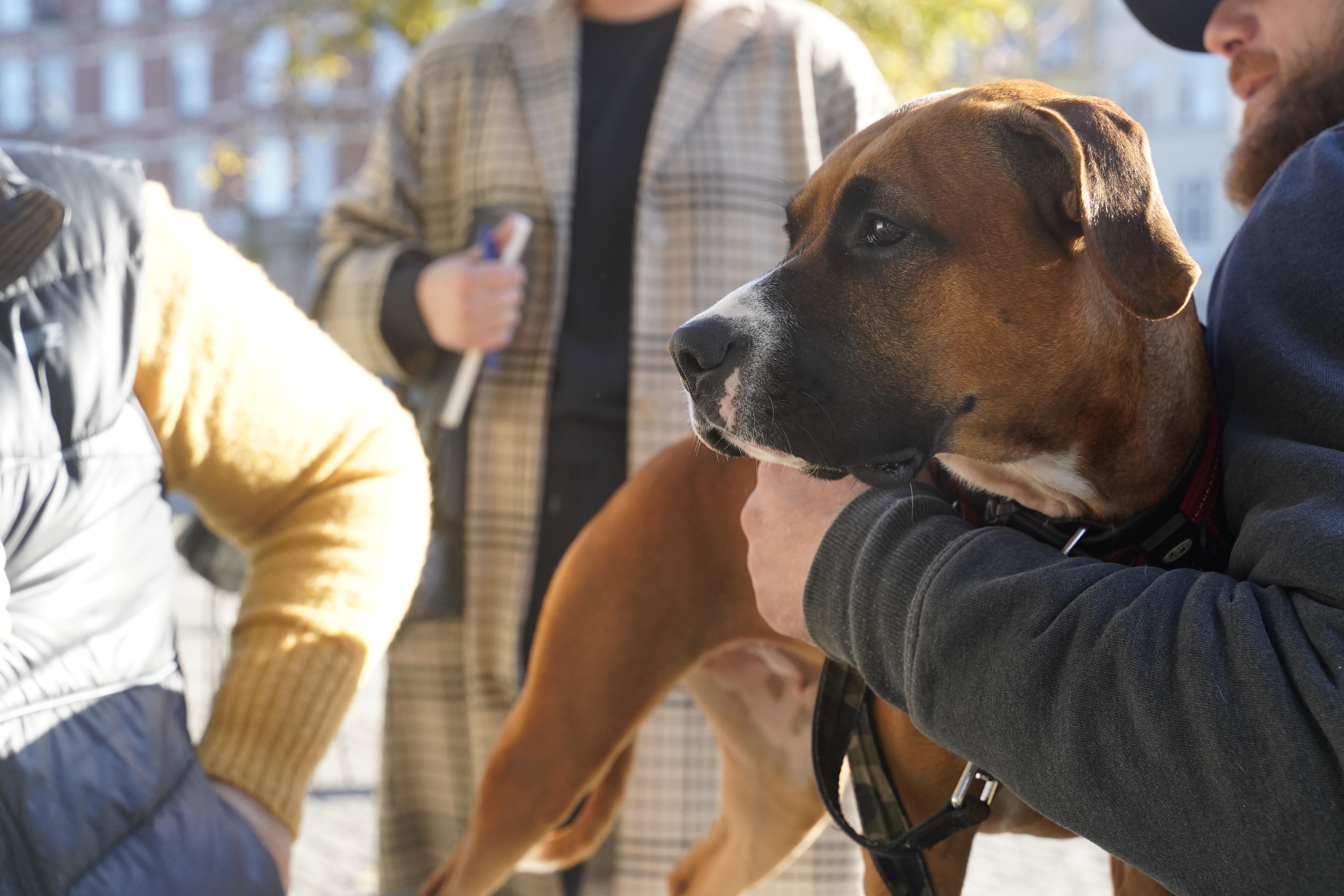 basen Begrænse alkohol Dyrenes Beskyttelse fusionerer med Hjemløsedyrlægerne: Sammen hjælper de  gadens hunde | Dyrenes Beskyttelse