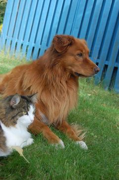 Douxo kan bruges til både hunde og katte, men hvor spray er godt til hunde, fungerer mousse bedre til katte, der ofte ikke kan lide at få sprøjtet vand på sig. Foto: PR.