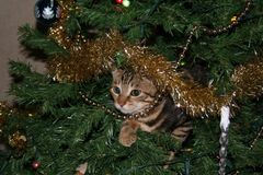 Når hjemmet pyntes op til jul, kommer der pludselig en masse nye og spændende genstande ind, som kan være meget fristende for katte. Mange katte vil elske at undersøge alt den fine pynt, som dens ejere har fundet frem, men pas på: Pynten kan være farligt for katten. Foto: Pixabay. Til fri afbenyttelse.