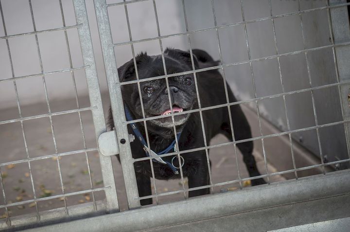 Albert er et af de dyr man kan adoptere fra Dyreværnet. Får han nyt hjem i uge 37, donerer Dyreværnet adoptionsprisen til Dansk Flygtningehjælp. Fotograf: Daniel Eichenberger/Dyreværnet