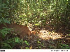 Puma fra skoven i Arutam fanget på vildtkamera