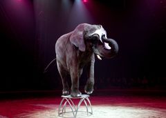 Elefanterne er nu i karantæne, så det haster med en politisk beslutning om elefanternes fremtid. Foto: Cirkus Trapez