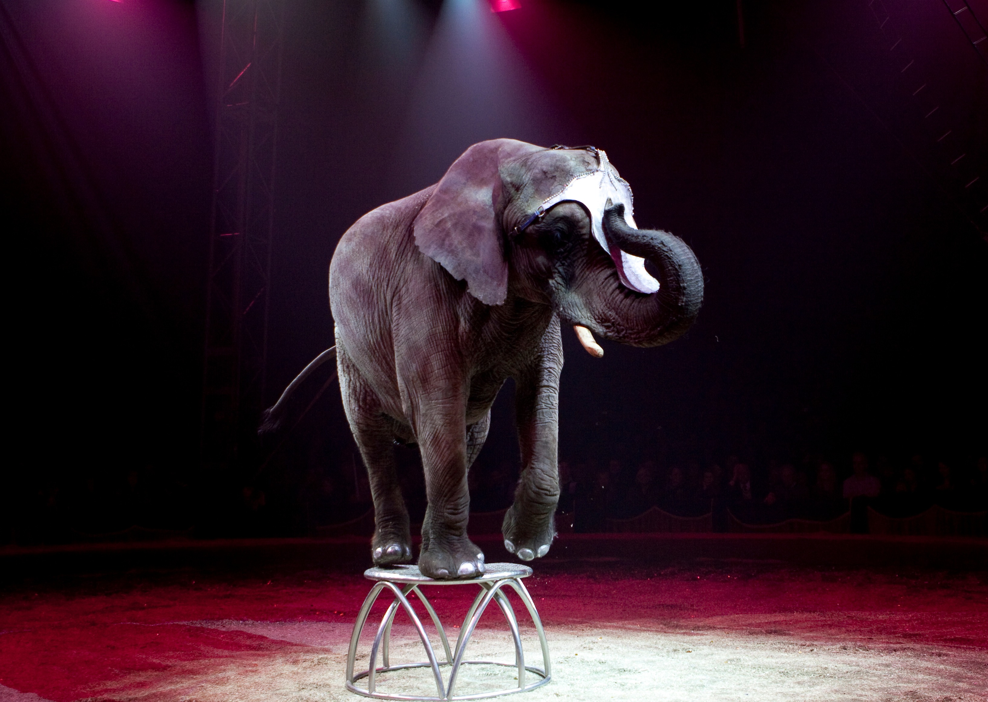 Cirkuselefanten Ramboline består vigtigt sundhedstjek Dyrenes Beskyttelse