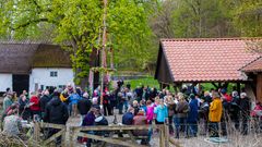 Traditionerne bliver levende, når Tadre Mølles Venner sammen med Egnshistorisk Forening inviterer til Valborgsaften med majstang, musik og hyggeligt samvær. Foto: Museumskoncernen ROMU