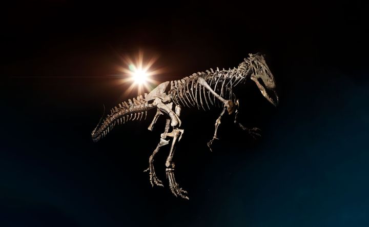 Rovdinosauren Allosaurus havde et frygtindgydende gab med talrige spidse tænder, som kunne dræbe og flænse byttet. Her er Big Joe klar til angreb i safariparkens udstilling. Foto: Knuthenborg Safaripark.
