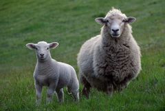 Får fra det newzealandske højland har renere uld end mere konventionel uld, hvilket betyder, at det ikke kræver skadelige kemikalier at rense og forarbejde det. Foto: PR