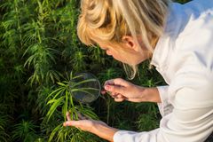 Scleroseforeningen går ind i produktion af cannabis