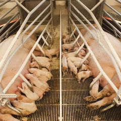 De 14 millioner smågrise Danmark eksporterer årligt, kan udvikle virus, der smitter mennesker, siger danske forskere. Foto: World Animal Protection DK
