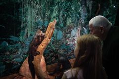 Blandt primaterne er også halvaber som lemurer, lorier og galagoer. Foto: Frederik Wolff, Statens Naturhistoriske Museum