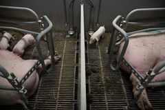 I Danmark har de tre organisationer Dyrenes Beskyttelse, World Animal Protection Danmark og Dyrenes Venner stået i spidsen for at få indsamlet over 60.000 validerede underskrifter. Foto: Dyrenes Beskyttelse. Til fri afbenyttelse