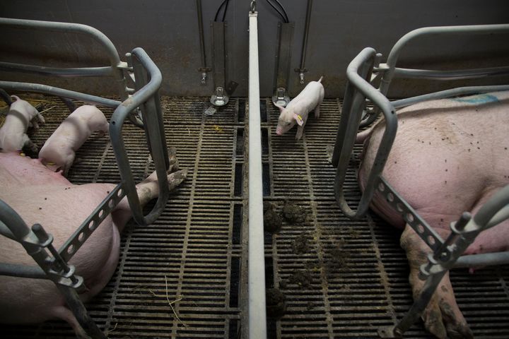 I Danmark har de tre organisationer Dyrenes Beskyttelse, World Animal Protection Danmark og Dyrenes Venner stået i spidsen for at få indsamlet over 60.000 validerede underskrifter. Foto: Dyrenes Beskyttelse. Til fri afbenyttelse