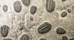 Trilobit-fossiler i sten. Leddyret trilobitter var et af de dyr, der kom mange flere af, under den største opblomstring af dyrearter i Jorden historie. Foto: Canva.