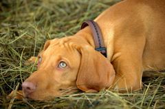 Mange haveejere bruger gødningspiller som det primære gødningsmiddel i haven. Men desværre udgør denne form for gødning en alvorlig sundhedsrisiko for vores hunde. 
Foto kan frit benyttes ved omtale af artiklen.