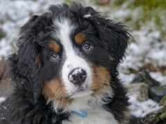 Når sneen falder, er det vigtigt, at du er opmærksom på din hunds poter. Vejsaltet kan give smertefulde revner i trædepuderne, fortæller Jacob Masters. Foto: PR.