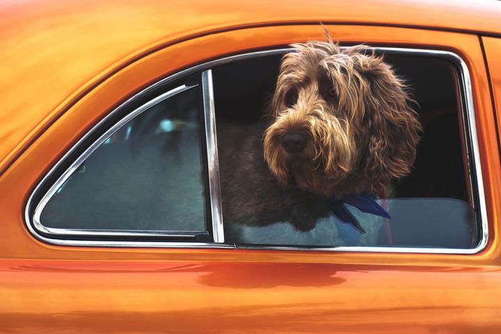 Dyrenes Beskyttelse fraråder danskerne at efterlade deres hund i bilen i sommerhalvåret. Skygge og åbne vinduer er ikke nok for et dyr, der kun kan svede gennem mund og poter.