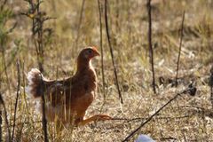 Langsommere voksende kyllinger er både mere aktive og har mindre dødelighed end de hurtigt voksende kyllinger, også kendt som turbokyllinger. Det har Dyrenes Beskyttelse påpeget længe, men nu slår nyt studie det også fast. Foto: Dyrenes Beskyttelse (til fri afbenyttelse).