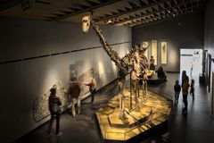 Misty - Zoologisk Museums ikoniske dinosaur. Foto: Statens Naturhistoriske Museum.