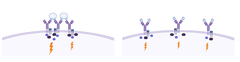 Til venstre ses den model, som hidtil har optrådt i lærebøgerne. Til højre den nye model. Indtil nu har man vidst, at antigenet (lyseblåt) er i stand til at binde flere B-celle-receptorer (lilla) sammen på overfladen af cellen. De bringer en række signalmolekyler (mørkeblå og sorte) sammen, så der bliver sendt et signal ind i cellen (lynet). Forskerne har nu vist, at modellen til højre også virker. Det er revolutionerende, fordi det betyder, at det ikke er selve det at bringe signalmolekylerne sammen, der fører til aktivering, men en fundamentalt anderledes mekanisme. Forskerne giver i studiet et bud på, hvordan det kunne virke, men den del er endnu ikke påvist med sikkerhed. Illustration: Søren E. Degn, skabt i BioRender.